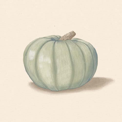 Dessin de courge