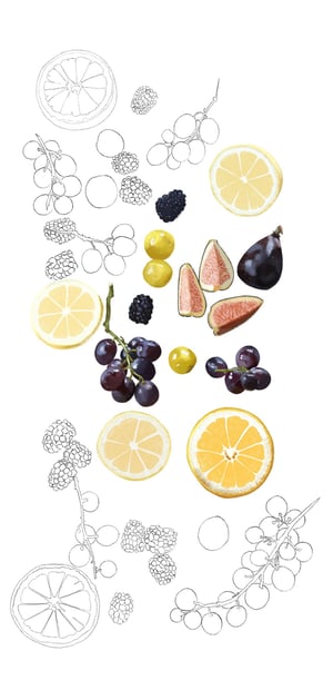 Dessin en frise avec des fruits d'automne : raisin, agrumes, mirabelles, figues, mûres
